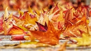 秋天落在地上的枫叶图片