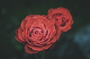 唯美意境红色玫瑰花摄影图片