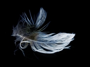 一片羽毛抽象艺术摄影图片