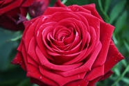 微距特写大朵红色玫瑰花图片