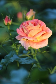 粉色香味玫瑰花图片