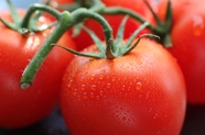 新鲜有机红色番茄图片