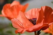 红色罂粟花植物图片