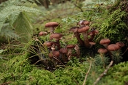 奥氏蜜环菌蘑菇群图片