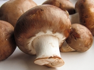 可食用新鲜真菌蘑菇图片