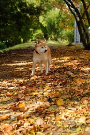 秋天树林日本柴犬图片