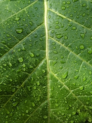 绿色树叶脉络纹理背景图片