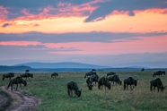 非洲野生动物保护区动物群图片