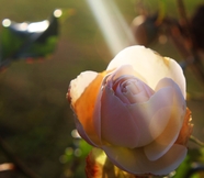 一缕阳光照在玫瑰花上图片