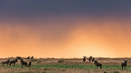 非洲野生动物保护区图片