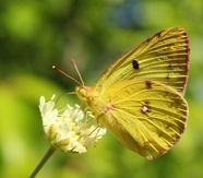 唯美黄色蝴蝶授粉图片