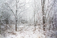 唯美冬季雪树银花风景图片