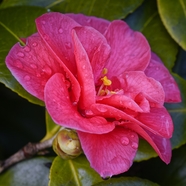 雨后粉色山茶花图片