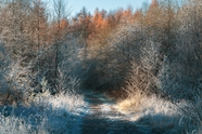 冬日树林小路雾凇风景图片