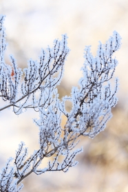 冬季植物霜冻图片