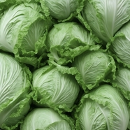 绿色健康有机卷心菜图片