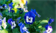 蓝色三色堇花朵图片