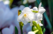白色盛开的水仙花图片