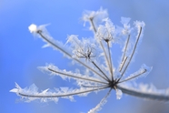 冬天结霜的植物图片