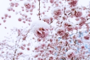 春天积雪覆盖的粉色樱花图片