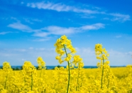 蓝天白云油菜花海风景图片