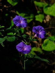 春天紫色牵牛花图片