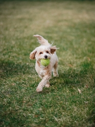 草地叼着网球的狗狗图片