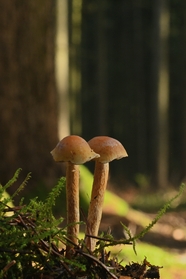森林地面苔藓野蘑菇图片