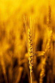 秋日非主流麦穗摄影图片