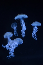 水族馆蓝色水母图片