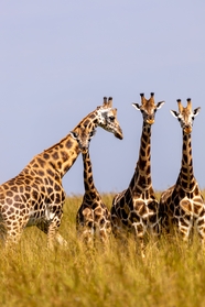 非洲大草原长颈鹿群图片