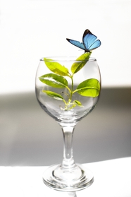 蝴蝶小树苗玻璃杯图片