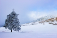 冬季雪地雪松雪景图片