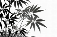 黑白风格竹子摄影图片
