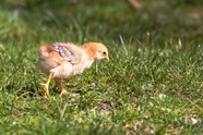 绿色草地小鸡觅食图片