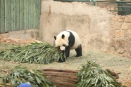动物园可爱大熊猫摄影图片