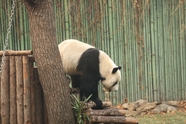 濒危动物野生大熊猫图片