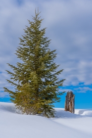 冬季白色雪地枞树图片