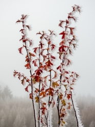 冬季结霜花的植物图片