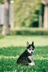 绿色草地宠物犬狗狗图片