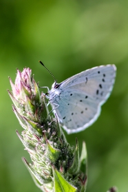 阿多尼斯蓝蝴蝶图片