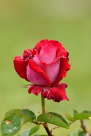 雨后娇艳欲滴月季花图片