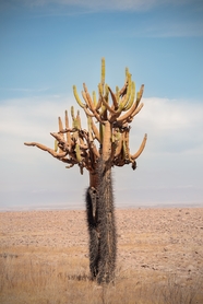 荒野沙漠热带植物仙人掌图片
