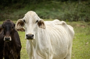 原生态牧场奶牛图片