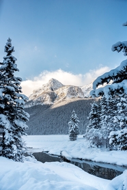 加拿大冬季雪地雪松雪山雪景摄影图片