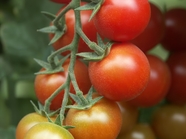 温室有机番茄图片
