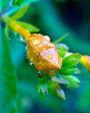 雨后植物花苞摄影图片