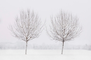 冬季雪树银花意境摄影图片