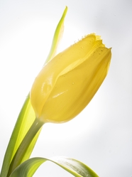 黄色郁金香花苞图片