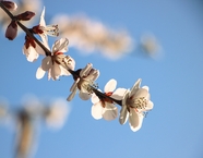 春天白色桃花枝图片